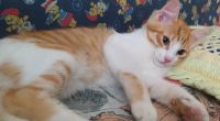 Лот: 23284086. Фото: 3. Рыжий котёнок, 3 мес. Растения и животные