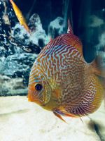 Лот: 13011017. Фото: 2. Дискусы snaikeskin red. Аквариумистика