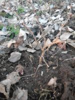 Лот: 7376056. Фото: 3. саженцы лещины. Для дачи, дома, огорода, бани, парка