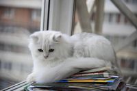 Лот: 10626100. Фото: 4. Британский длинношёрстный кот... Красноярск
