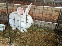 Лот: 25889991. Фото: 2. Кролики. Животные и уход