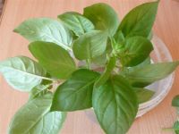 Лот: 1152495. Фото: 2. Черенки фуксии сортовой. Комнатные растения и уход