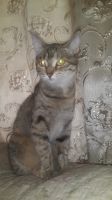 Лот: 2369714. Фото: 4. Котенок! кошечка трехцветная,ласковая... Красноярск
