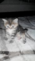 Лот: 7630513. Фото: 2. Кошечка-экзотка. Срочно!. Животные и уход