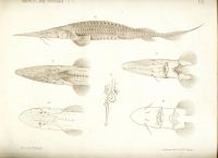 Лот: 18032872. Фото: 4. Протоколы заседаний императорского... Красноярск