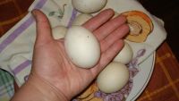 Лот: 9378880. Фото: 2. продам инкубационное яйцо. Растения и животные