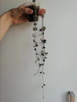 Лот: 25630916. Фото: 2. Церопегия вуда. Комнатные растения и уход