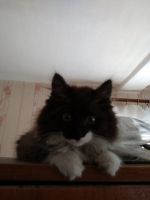 Лот: 13924035. Фото: 2. Кошечка. Животные и уход