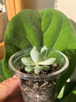 Лот: 20581866. Фото: 4. суккулент. Красноярск