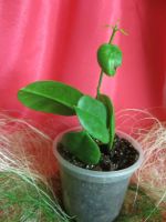 Лот: 4229976. Фото: 2. Хойя -Hoya Ariadna. Комнатные растения и уход