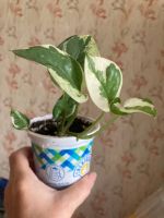 Лот: 9625633. Фото: 3. Сциндапсус Джой. Растения и животные
