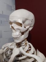 Лот: 13650111. Фото: 3. Скелет человека с околопозвоночной... Дети растут