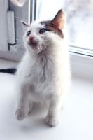Лот: 3549668. Фото: 3. Отдам котенка мальчика в ответственные... Растения и животные