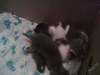 Лот: 1380171. Фото: 2. Отдам котят в хорошие руки. Животные и уход