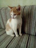 Лот: 6983330. Фото: 3. Котик Санька. Растения и животные