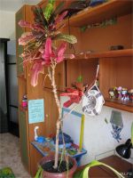 Лот: 9625411. Фото: 2. Цветок комнатный Кротон. Комнатные растения и уход