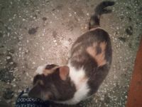 Лот: 9227346. Фото: 2. Котёнок ищет новый дом или нужна... Животные и уход