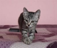 Лот: 1859126. Фото: 3. Котенок-полосатик! :). Растения и животные