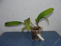 Лот: 2119981. Фото: 2. орхидея Lc. Mari's Song x pot... Комнатные растения и уход