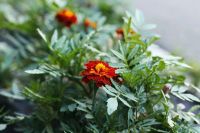 Лот: 10039084. Фото: 5. Canon 60D тушка