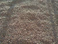 Лот: 14905774. Фото: 2. Кедровый орех. 1 литр с рубля. Продукты
