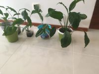 Лот: 18587396. Фото: 3. Спатифиллум женское счастье. Растения и животные