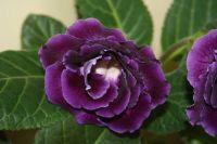 Лот: 4155295. Фото: 4. Глоксиния крупная (цена за цветущее... Красноярск