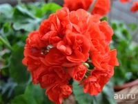 Лот: 13566067. Фото: 2. Пеларгония зональная махровая... Комнатные растения и уход