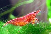 Лот: 647192. Фото: 2. Взрослые яркие креветки "красная... Аквариумистика