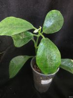Лот: 13593182. Фото: 2. Hoya magnifica. Комнатные растения и уход