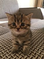 Лот: 7694814. Фото: 5. Котята шотландцы