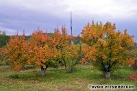 Лот: 21215065. Фото: 3. Озеленение, посадочный материал... Красноярск