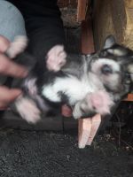 Лот: 11349461. Фото: 4. Подарю щенков!. Красноярск