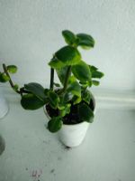 Лот: 16798280. Фото: 2. Crassula sarmentosa variegata... Комнатные растения и уход