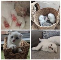 Лот: 20352824. Фото: 7. Шотландский Вислоухий котёнок.