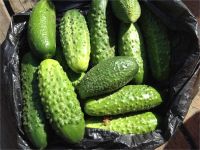 Лот: 8178106. Фото: 2. Огурцы экологически чистые со... Продукты