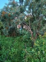 Лот: 25292380. Фото: 11. 1-комн. дача , садоводческое некоммерческое...