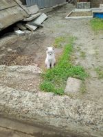 Лот: 11700435. Фото: 3. Котята. Растения и животные