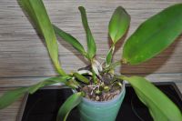 Лот: 3007462. Фото: 3. Орхидея- Брассокаттлея сортовая. Растения и животные