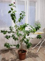 Лот: 19266676. Фото: 2. Гибискус. Комнатные растения и уход