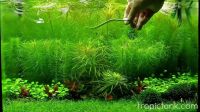 Лот: 10064551. Фото: 5. Эректус Погостемон - компактная...