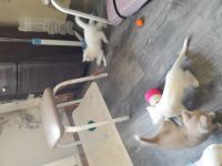 Лот: 14616087. Фото: 5. Котята родились 20 августа.