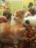 Лот: 14372238. Фото: 3. Котята деревенские. Растения и животные