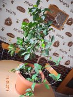 Лот: 13806321. Фото: 2. Фикус. Комнатные растения и уход