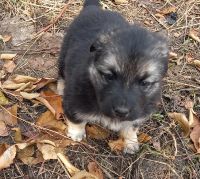 Лот: 18241825. Фото: 3. Щенки. Растения и животные