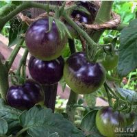 Лот: 9124262. Фото: 3. Черные помидоры Indigo Rose семена... Для дачи, дома, огорода, бани, парка