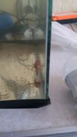 Лот: 12052565. Фото: 2. продам сомов прилипал.цена за... Аквариумистика