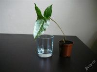 Лот: 2039772. Фото: 3. сингониум imperial white 1. Растения и животные