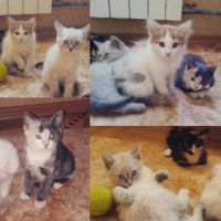 Лот: 5844253. Фото: 2. Отдам котят в хорошие руки. Животные и уход