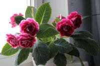 Лот: 5870019. Фото: 4. Глоксиния сортовая.Невероятно... Красноярск